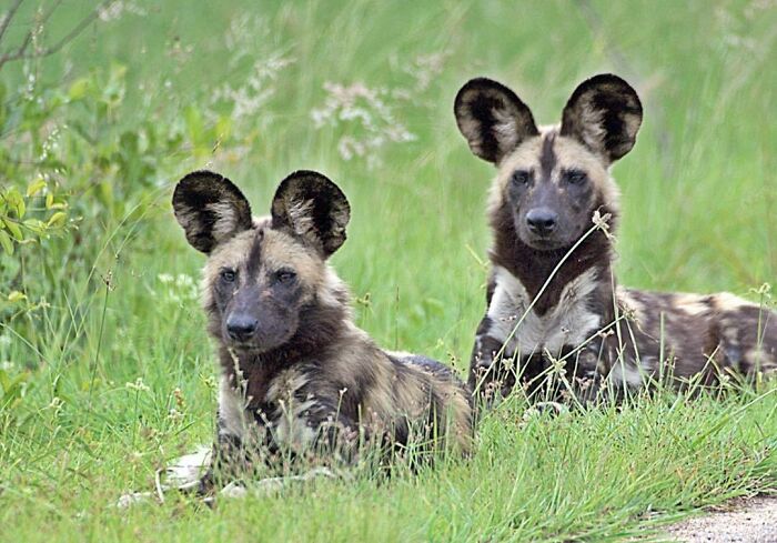 The African Wild Dog (Lycaon Pictus), Or African Painted Dog, Is A Canid Native To Sub-Saharan Africa