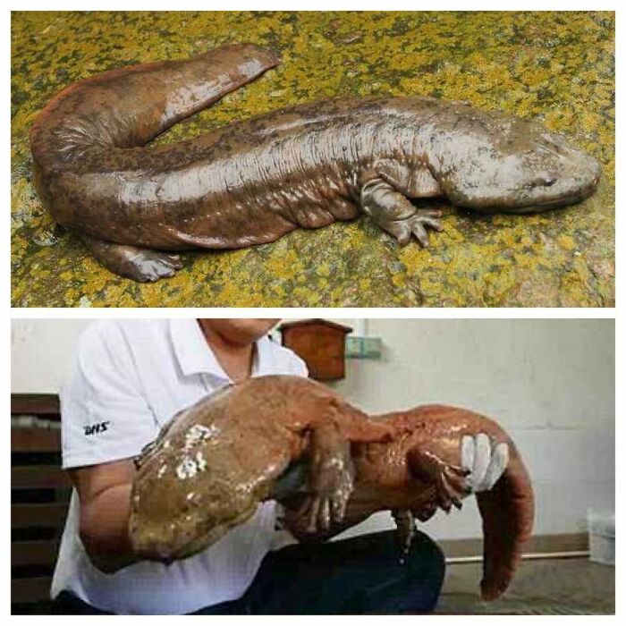 The Chinese Giant Salamander (Andrias Davidianus) Is The Largest Salamander And Largest Amphibian In The World