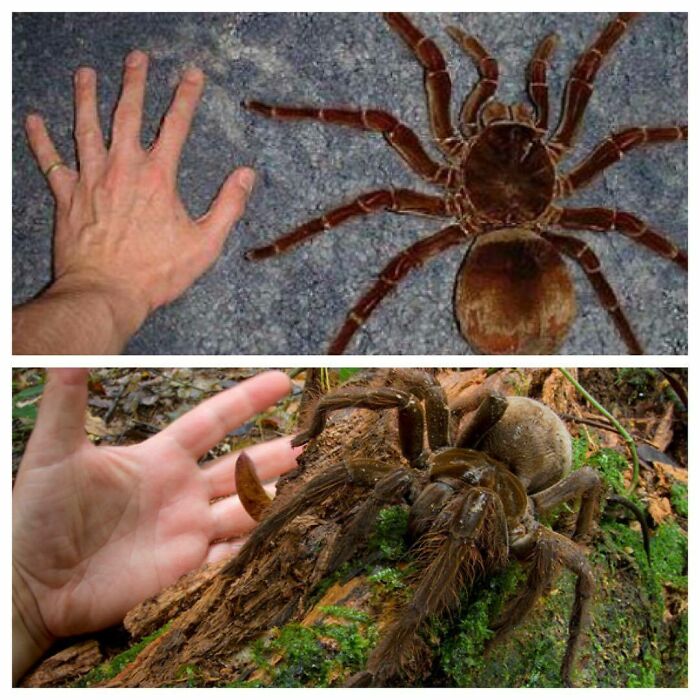 The Goliath Birdeater (Theraphosa Blondi) Is A Spider Belonging To The Tarantula Family Theraphosidae