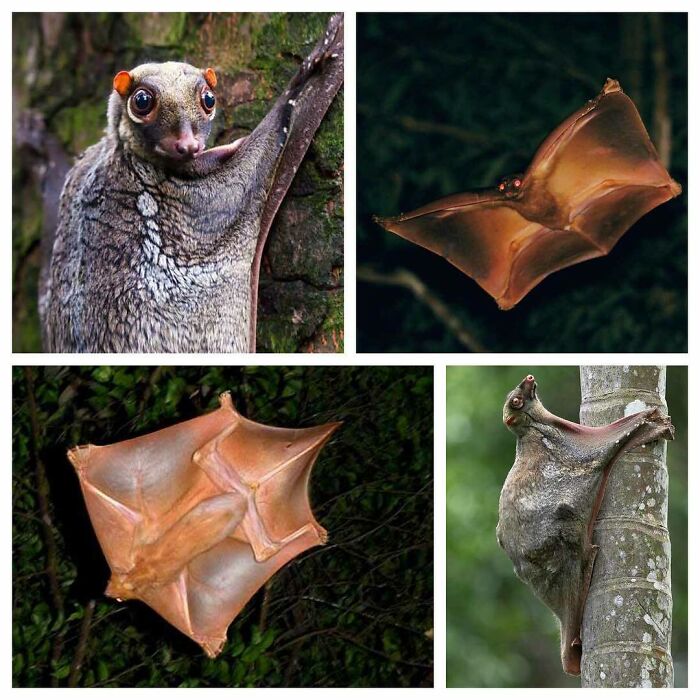 Colugos Are Arboreal Gliding Mammals Found In Southeast Asia