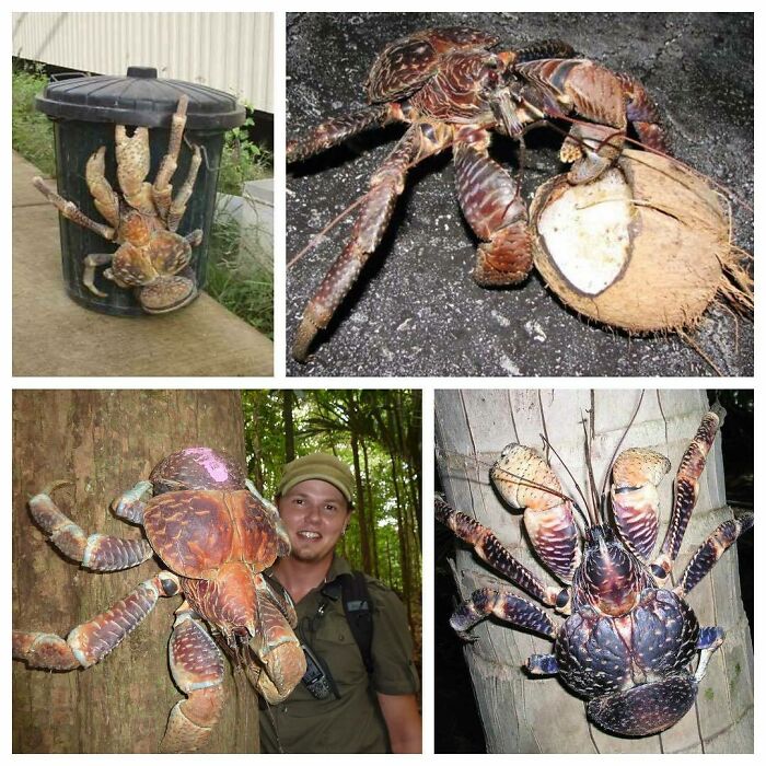 The Coconut Crab Is A Species Of Terrestrial Hermit Crab, Also Known As The Robber Crab Or Palm Thief