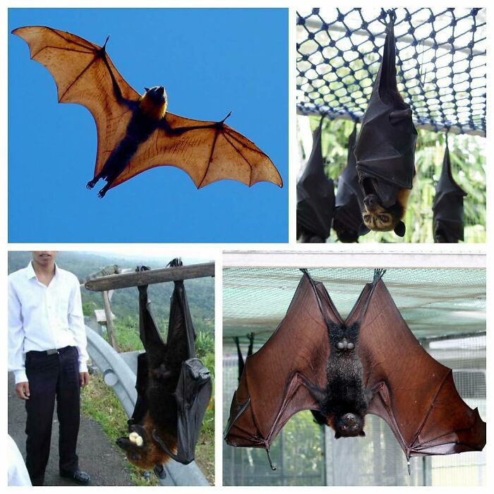 These Bats Are Known As Megabats, Fruit Bats, Old World Fruit Bats, Or Flying Foxes
