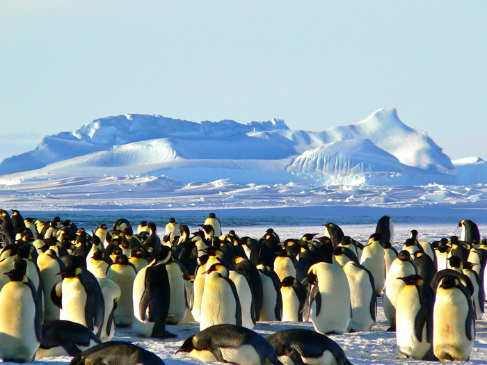 Interact With The Penguins Of Antarctica