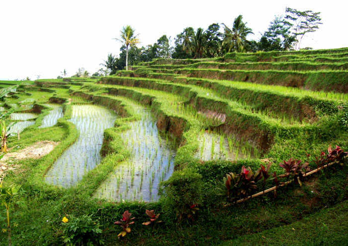 Walk Through A Rice Terrace In Indonesia