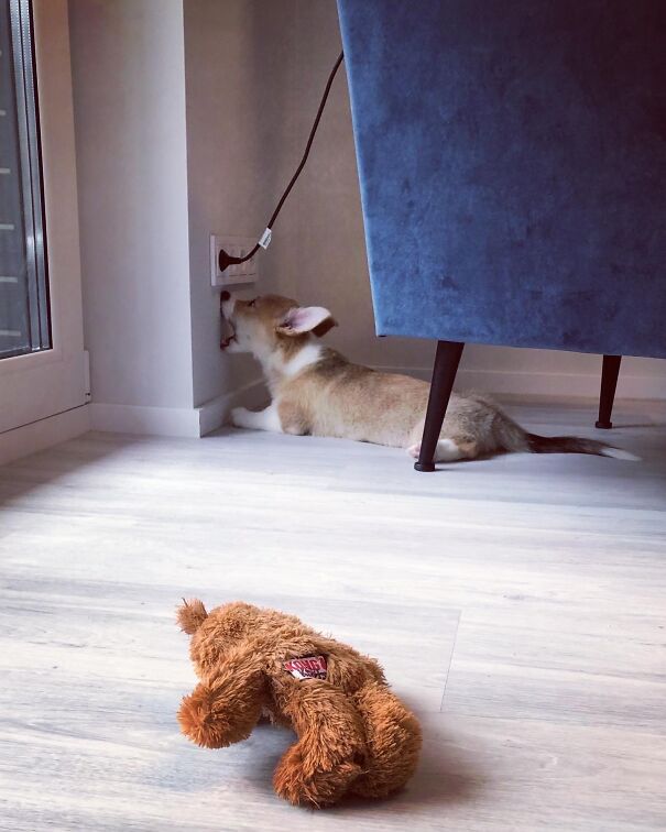 Meet Kobis - A Corgi That Knows Over 60 Tricks Including Riding A Skateboard, Painting, Playing Basketball And More Meet Kobis - A Corgi That Knows Over 60 Tricks Including Riding A Skateboard, Painting, Playing Basketball And More