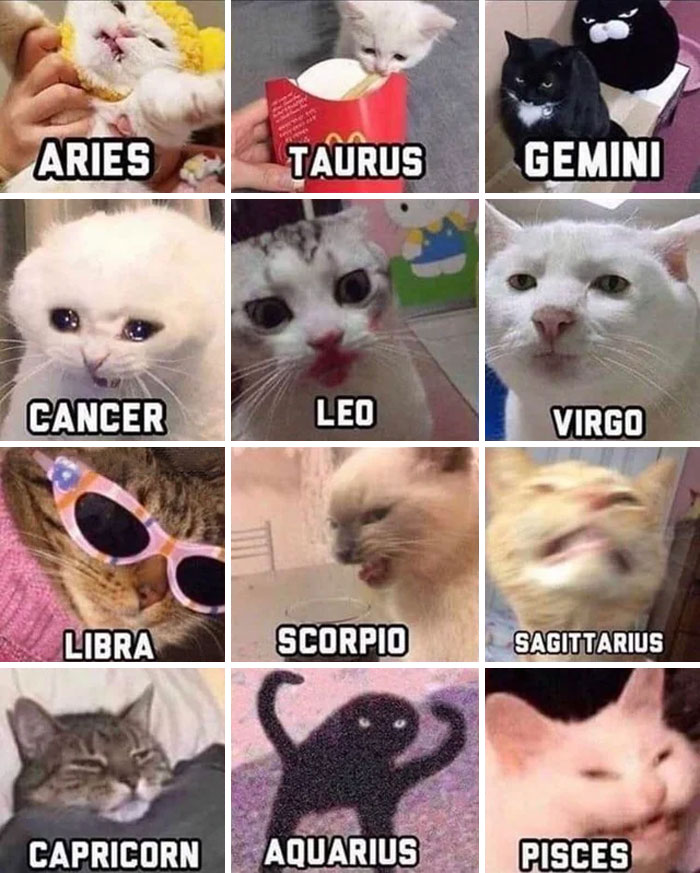 Zodiac Signs Personality Memes 60 Photos Astrologytoyou