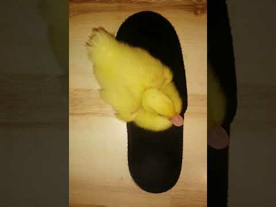 Duck’s Sweet Obsession With My Slippers…