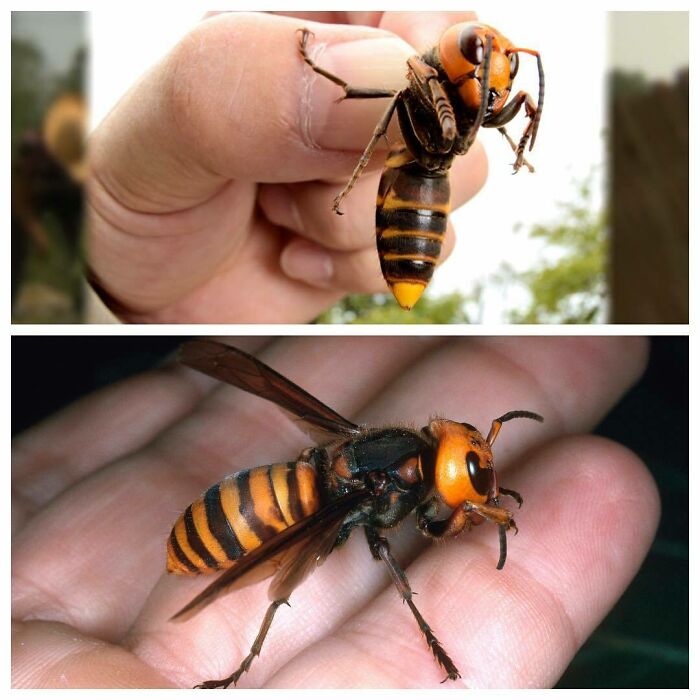 Giant Japanese Hornet Is The Largest Species Of Hornet In The World