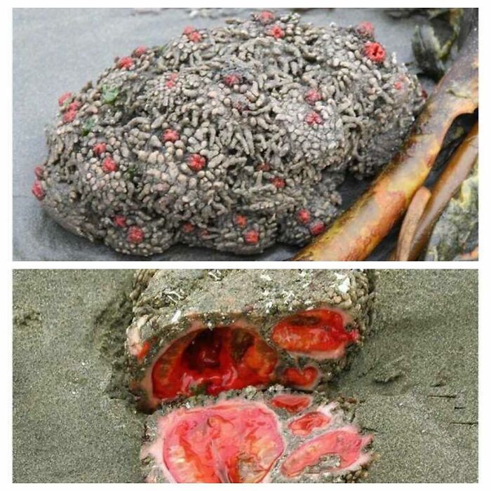 Pyura Chilensisit Can Be Difficult To Believe, But These “Rocks” Are Living, Breathing Organisms