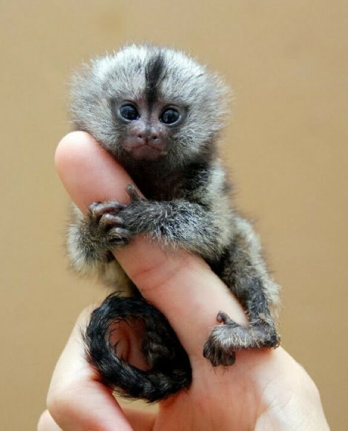 The Pygmy Marmoset (Cebuella Pygmaea) Is A Small New World Monkey Native To Rainforests Of The Western Amazon Basin In South America