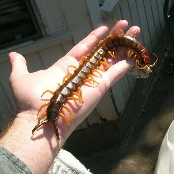 Peruvian Giant Yellow-Leg Centipede Or Amazonian Giant Centipede, Is One Of The Largest Centipedes Of The Genus Scolopendra With A Length Up To 30 Cm (12 In)