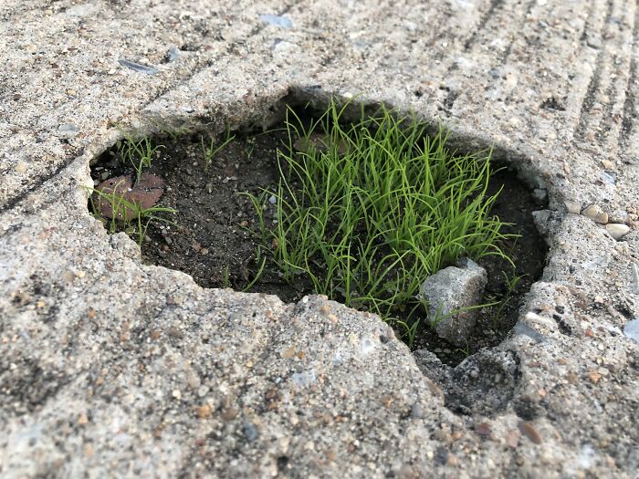 This Cute Little Pothole Outside My House