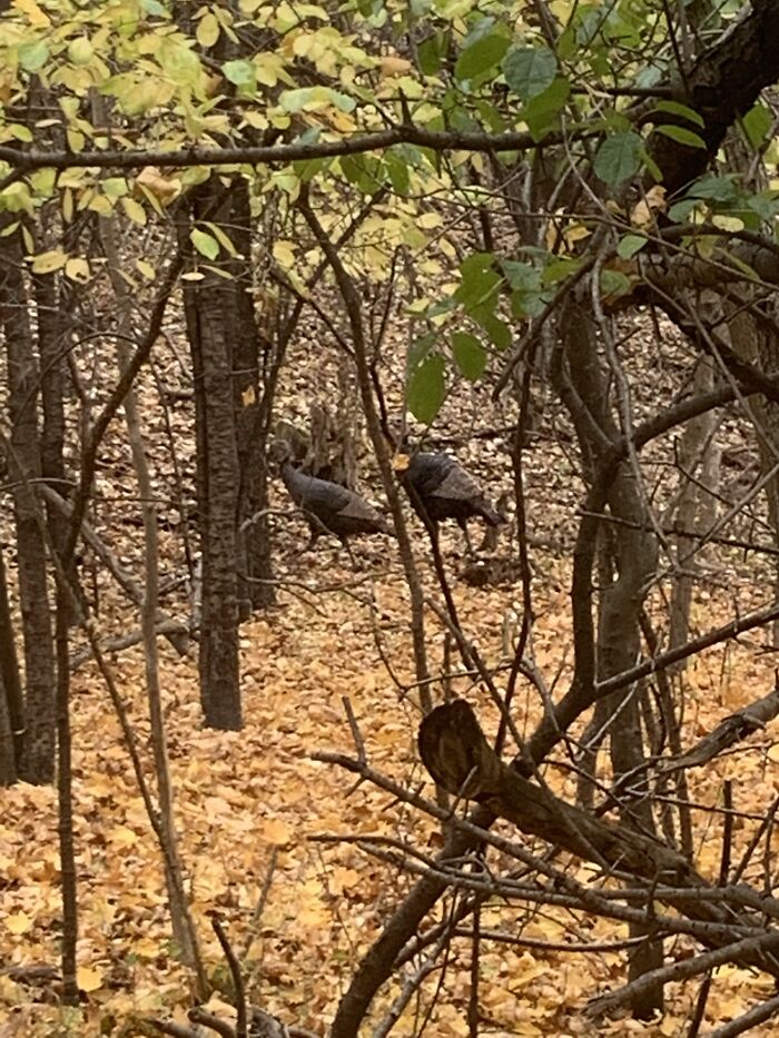 Some Wild Turkeys I Saw