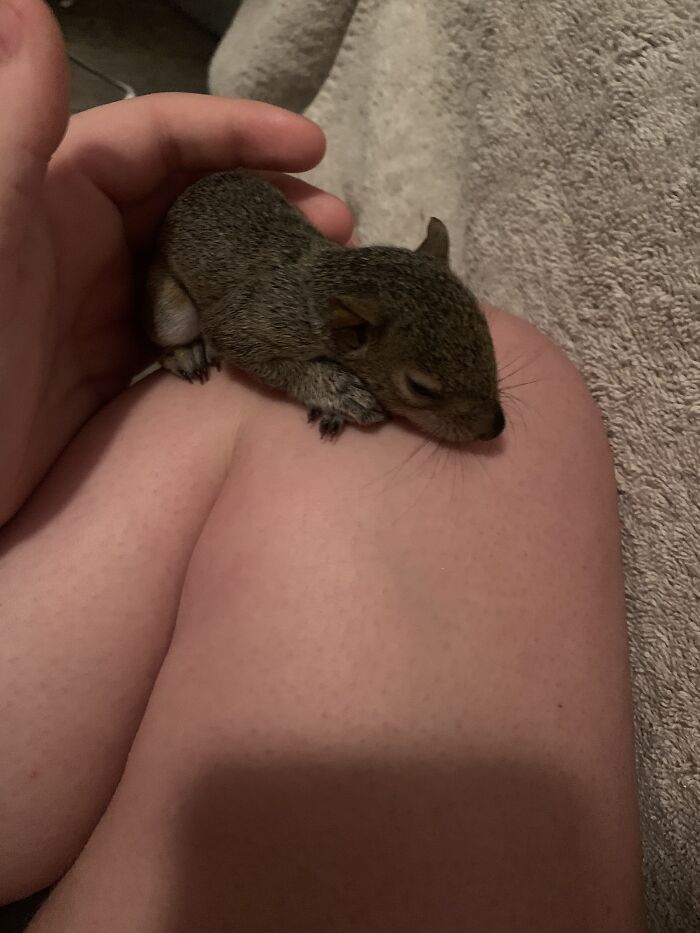 This Is A Baby Squirrel