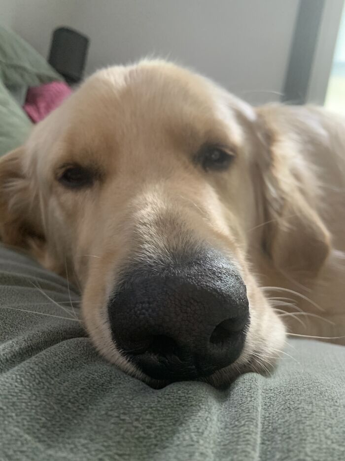 My Golden Retriever Fred Who Wants You To Boop His Snoot
