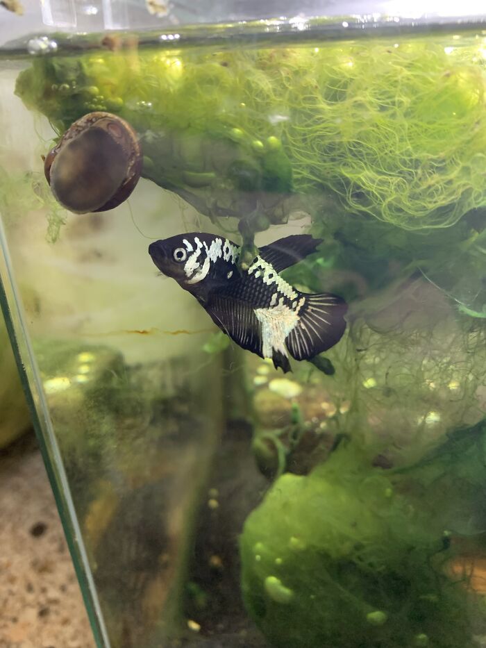 This Is Mochi. (Bonus Snail). His Tank Is So Dirty Because He Gets Stressed If He Can’t Garden