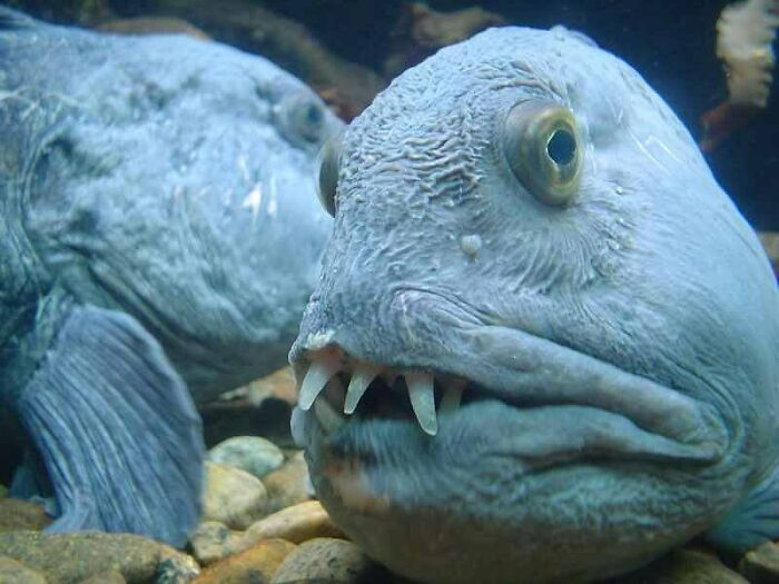 The Atlantic Wolffish Is Also Known As The Seawolf, Atlantic Catfish, Ocean Catfish, Devil Fish, Wolf Eel