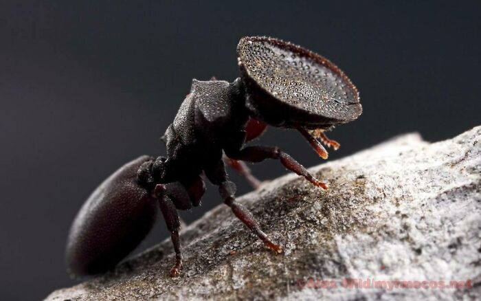 Members Of The Genus Cephalotes, Often Called "Turtle" Ants, Are More Or Less Living Corks, Their Heads Shaped To Perfectly Seal Off The Entrance To The Colony 