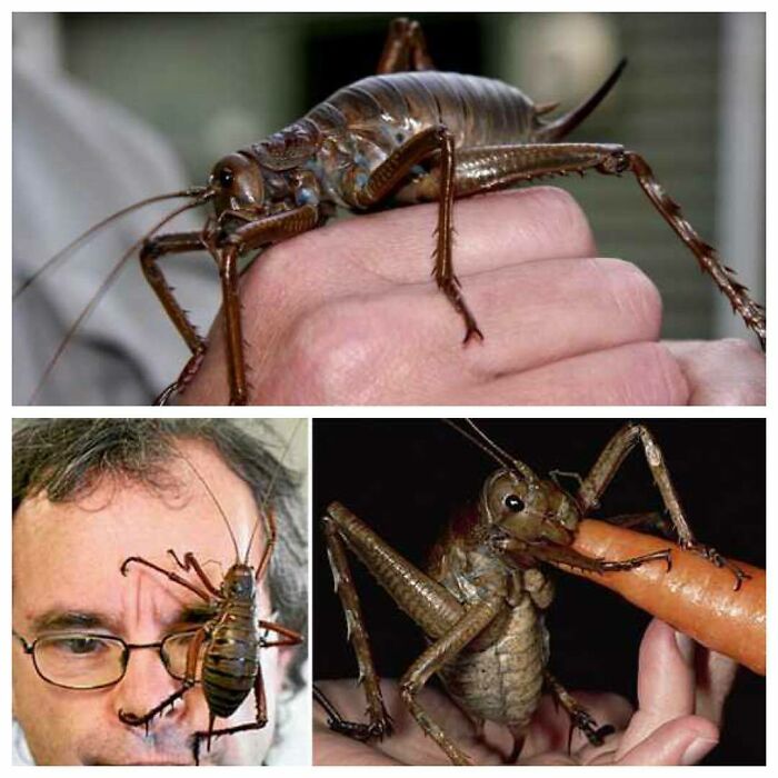 The Giant Weta Is The Heaviest Insect In The World