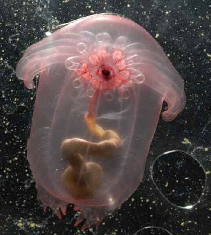 Pink Sea Through Fantasia Is An Incredible Creature That Was Only Recently Discovered