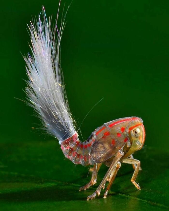 Este bicho con pelo de trol es uno de los insectos con mejor aspecto que hemos visto nunca