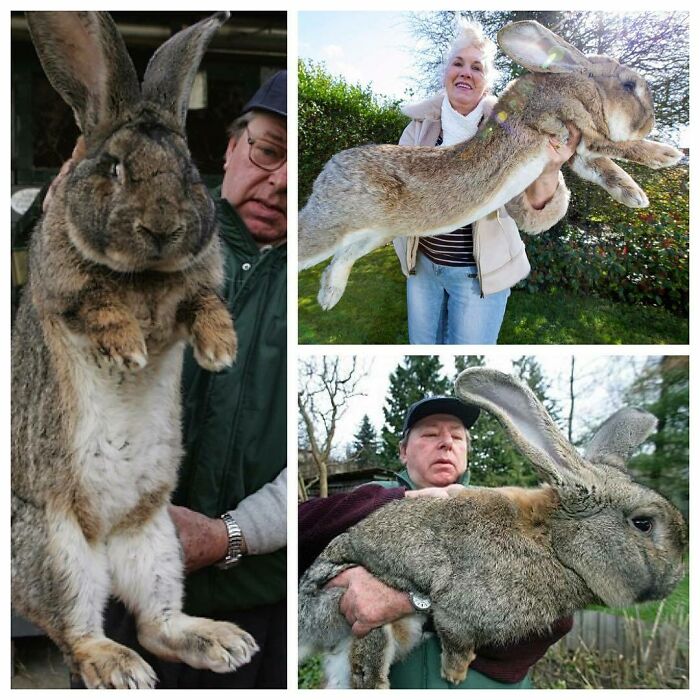The Flemish Giant Is A Semi-Arch Type Rabbit With Its Back Arch Starting In Back Of The Shoulders Giving A "Mandolin" Shape