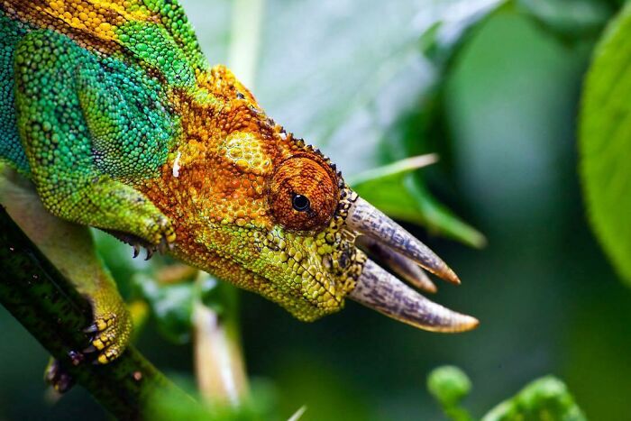 The Three-Horned Chameleon, Also Known As Johnston’s Chameleon, Is An East-African Species, Endemic To Uganda, Rwanda And The Drc