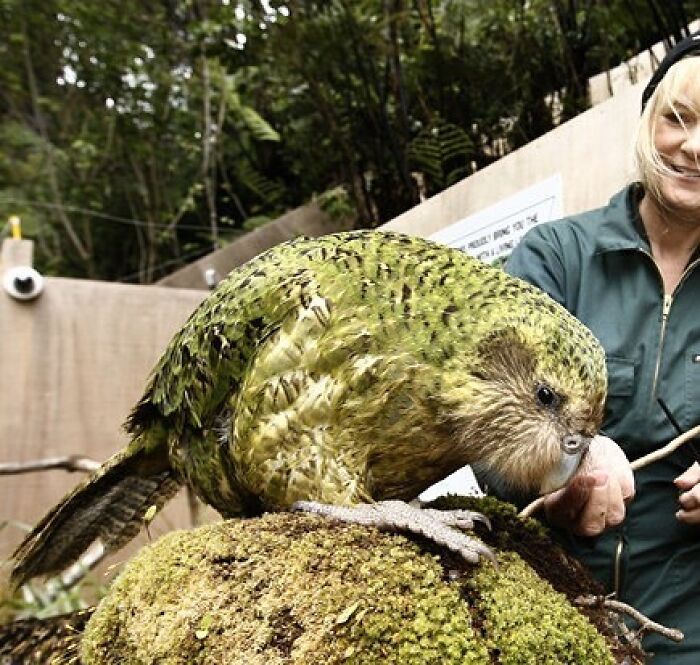 The Kakapo Is A Critically Endangered Species With Only About 125 Left