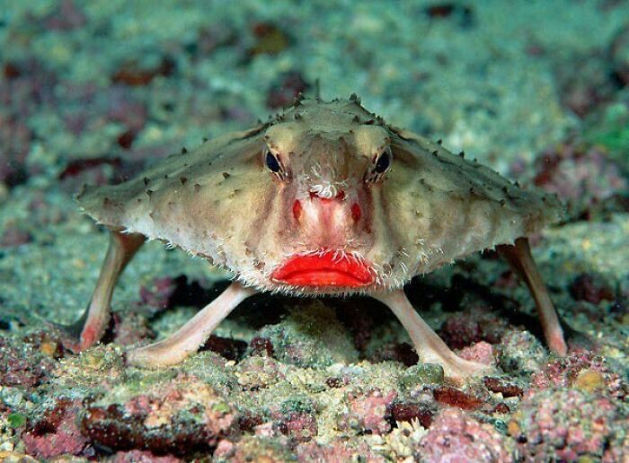The Red-Lipped Batfish Or Galapagos Batfish Is A Fish Of Unusual Morphology Found Around The Galapagos Islands And Off Peru At Depths Of 3 To 76 M (10 To 249 Ft)