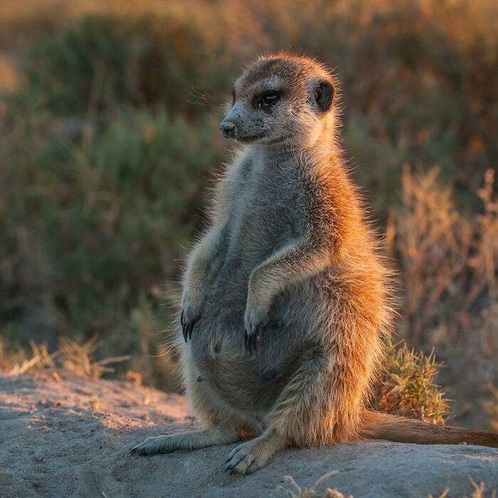 Pregnant Meerkat, Makgadikgadi Pans, Botswana