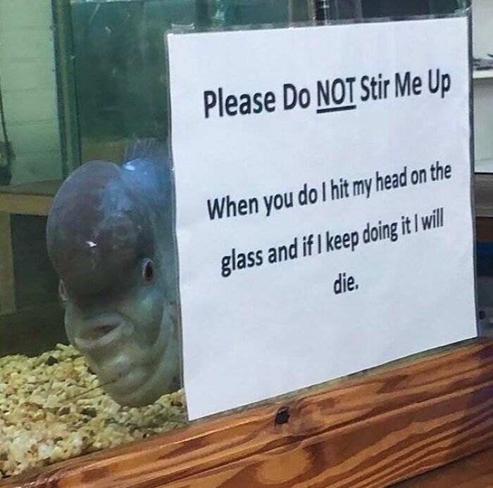 Nonsense-Pics-Memes-Emotionalclub