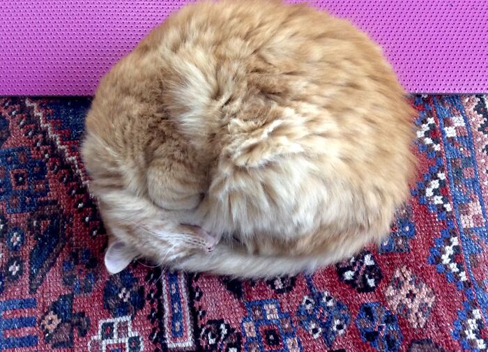 Behold, The Roundest Cat On The Internet