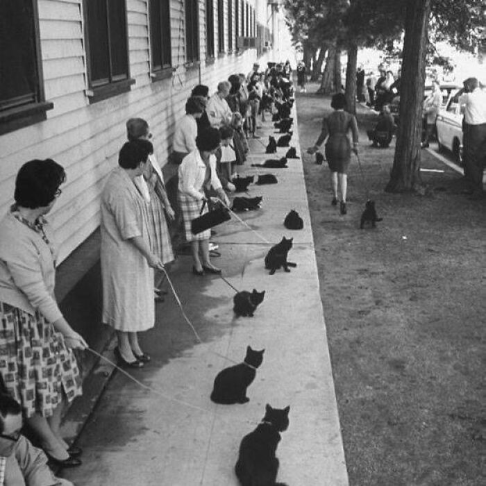 “El gato negro” una convocatoria de casting para la película de Edgar Allen Poe en 1961