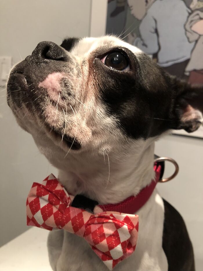 Hallo I Iz Poppy🐾😁 Pleez Hire Me, I Very Good Girl!