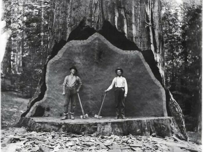 A Giant Sequoia Tree Felled By Loggers In The Early 1900s