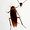 headless-roach avatar