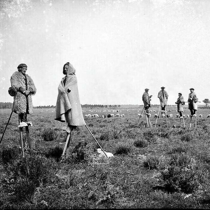 The Shepards Of Gascony, France Used Stilts To Walk Through The Marshlands. Photo Taken In 1895