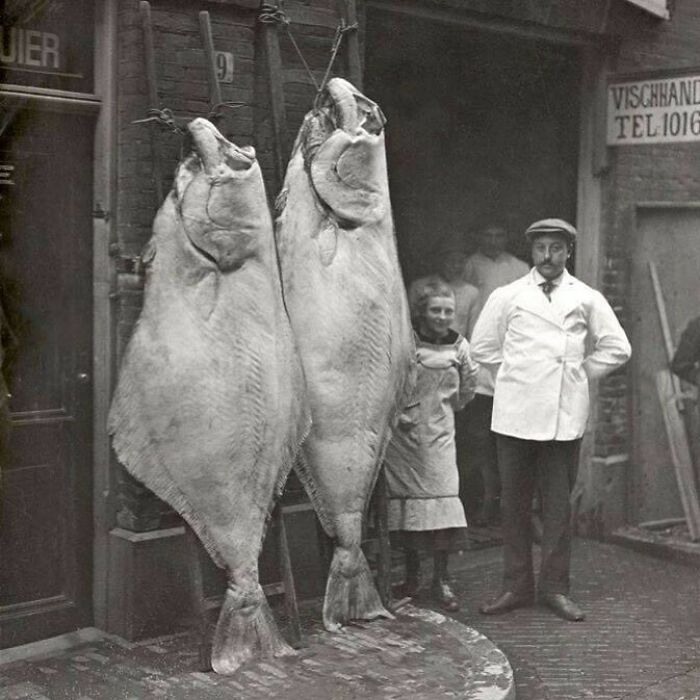 A Fish Shop In Amsterdam Showing Off Their Latest Catch. Photo Taken In 1913