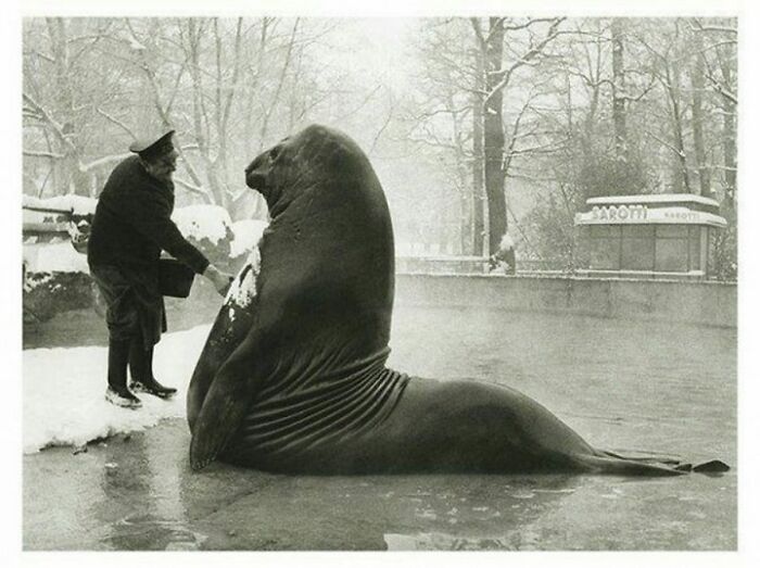 Roland, un elefante marino de 1.800 kilos, recibiendo un baño por parte de su cuidador en el zoológico de Berlín. Esta foto fue tomada en 1930 