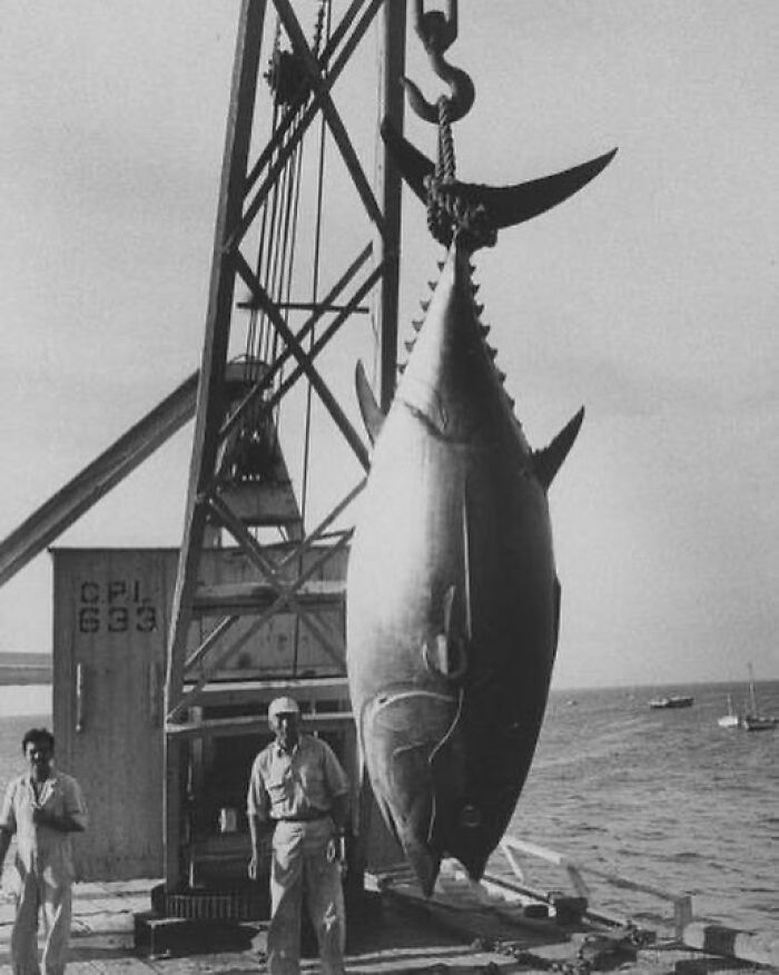 337 Lb. Tuna Caught At Cabo Blanco, Peru By Member Of The Cabo Blanco Fishing Club. Photo Taken May 01, 1959 By Frank Scherschel