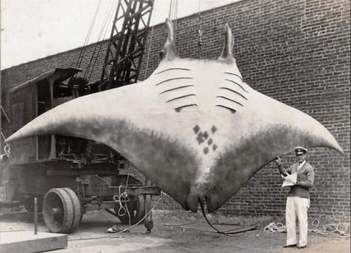 In The Summer Of 1933, A Man Named A.l. Khan Was Fishing With His Friends Off The Coast Of New Jersey When He Landed This 20 Ft. Long, 5,000 Lb. Manta Ray