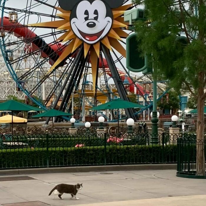 The cat is walking and a Disneyland in the background