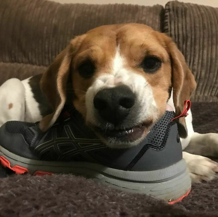 "It Was A Nice Day. Humans Had A BBQ. There Was None For Me Though, Apart From The Drips From The Cooking Utensils, So I Had To Steal Mum’s Trainers To Level The Score"