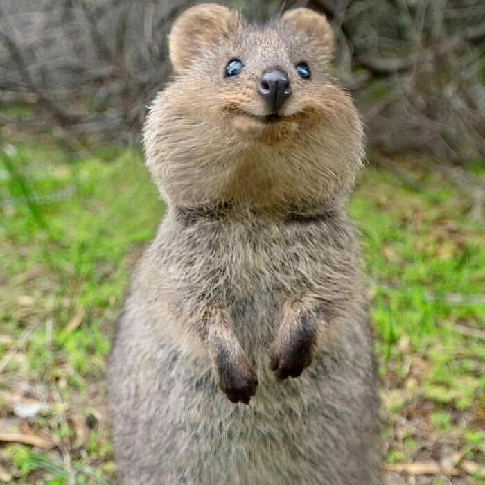 Quokka: Considerado el animal más feliz del mundo, el quokka también es conocido como el walabí de cola corta