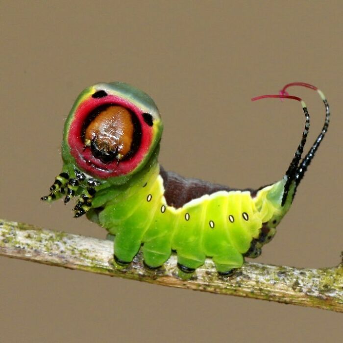Puss Mouth Catepillar: The Larvae Of The Puss Moth Caterpillar Is Said To Resemble A Persian Cat, Contributing The “Puss” To The Name Of This Intimidating Caterpillar