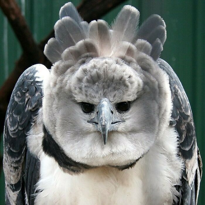 Harpy Eagle: The Harpy Eagle (Harpia Harpyja) Is A Neotropical Species Of Eagle