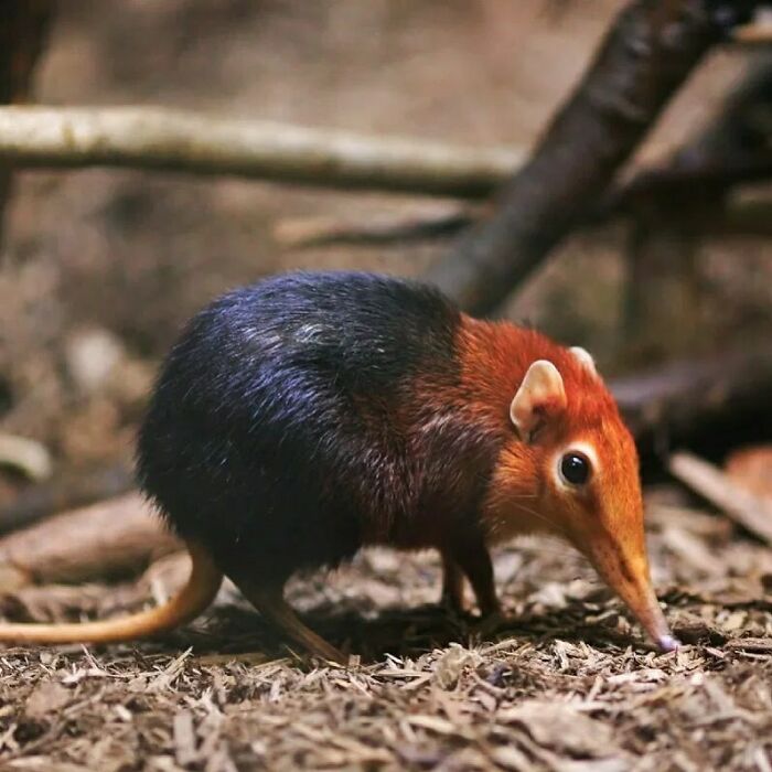 Black And Rufous Elephant Shrew: One Of The 17 Species Of Elephant Shrew Found Only In Africa