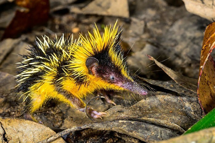 los tenrec de tierras bajas: Son endémicos de Madagascar