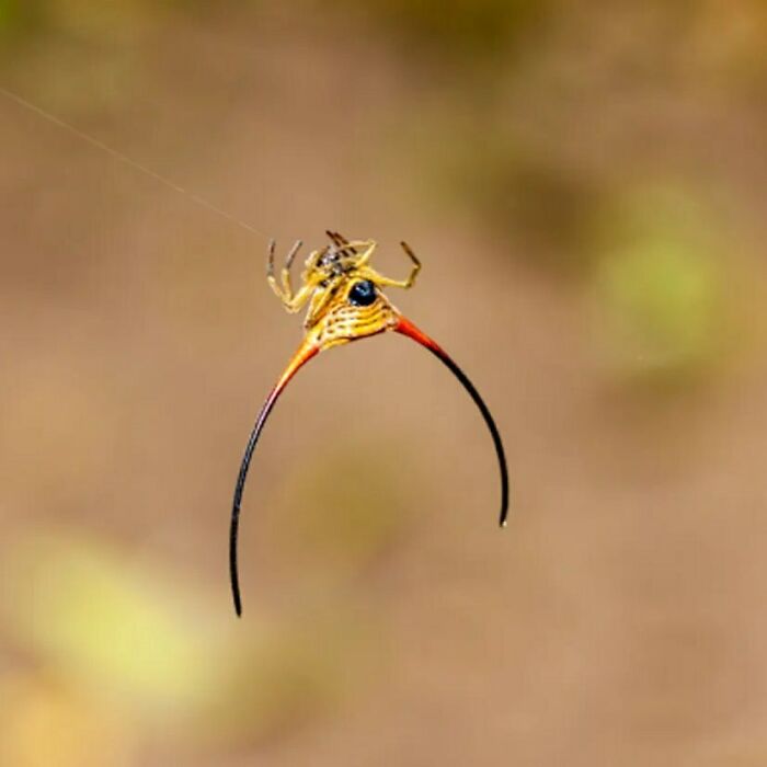 Long Horned Orb Weaver Spider