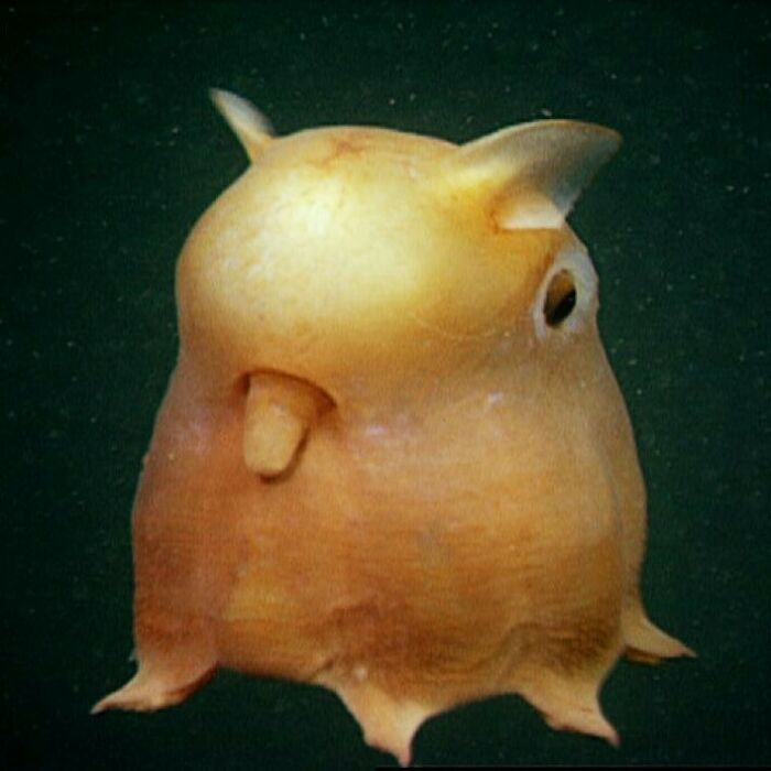 Dumbo Octopus